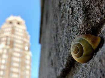 Close-up of snail on built structure