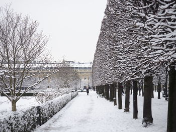 Snow covered footpath amidst trees against clear sky