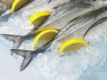 High angle view of fish on crushed ice