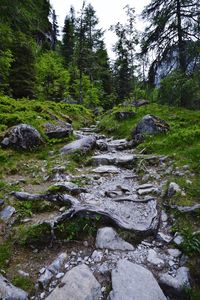 Stream amidst trees against sky