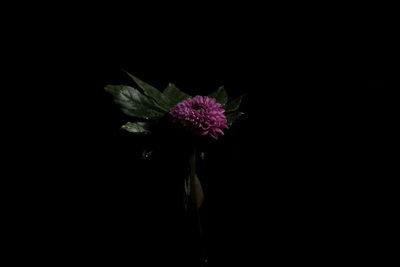 Close-up of flower over black background