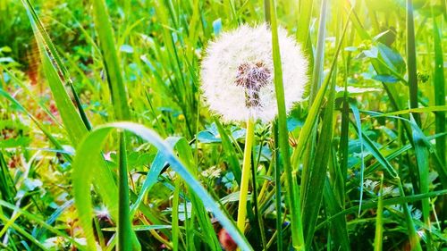 Close-up of dandelion growing in field