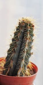 Close-up of cactus plant