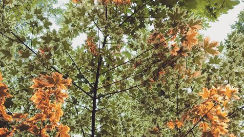 Low angle view of orange flowering tree against sky