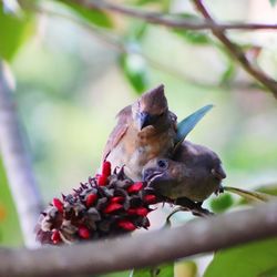 Bird perching on a tree