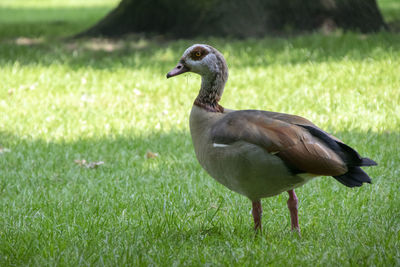 Close-up of a duck on field