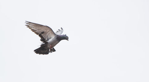 Low angle view of birds flying in sky