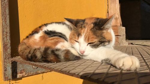 Close-up of cat sleeping