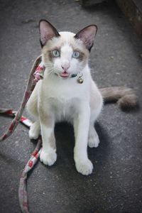 Portrait of cat on street in city