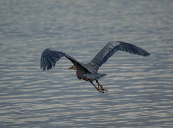 Bird flying over lake