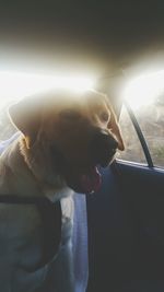 Close-up of dog in car