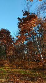 Trees on field in forest