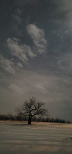 Bare tree on field against sky