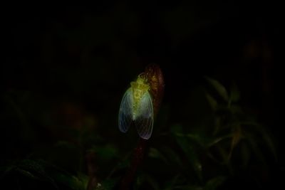 Close-up of flower bud at night
