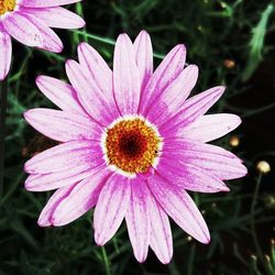 Close-up of flower blooming outdoors