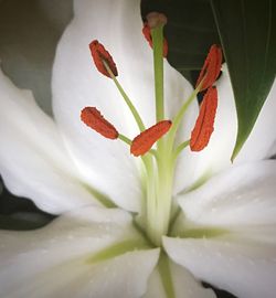 Close-up of flower