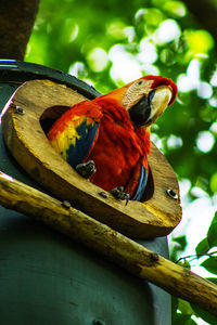 Close-up of parrot perching on tree