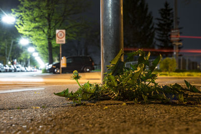 Fallen plant by pole on illuminated road at night