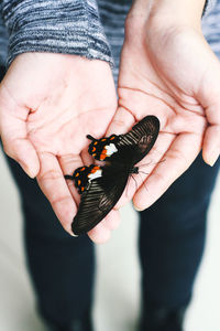 Low section of person holding butterfly