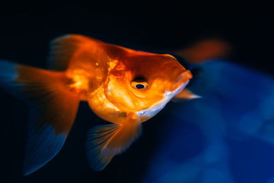 Close-up of fish swimming in sea