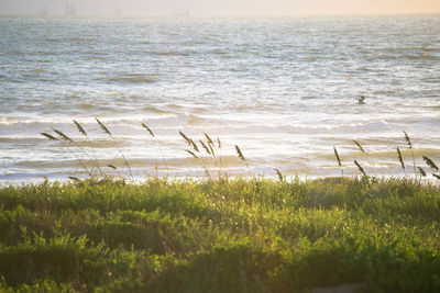 Scenic view of sea