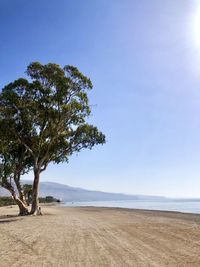 Tree on field against clear sky