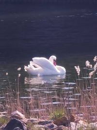 Swan floating on lake