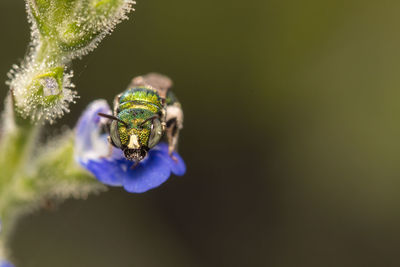 Close-up of bee pollinating on flower