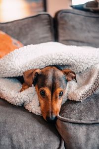 Portrait of dog relaxing on sofa at home