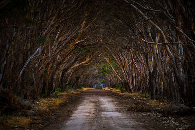 Dirt road amidst trees in forest