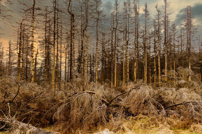 Scenic view of forest against sky