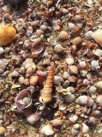 Seashells on pebbles