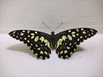 Close-up of butterfly on white