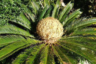 Close-up of coconut palm tree