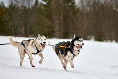 Dogs running on snow covered land