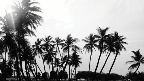 Low angle view of palm trees against sky