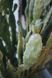 Close-up of cactus