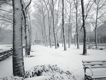 Bare trees on snow covered landscape