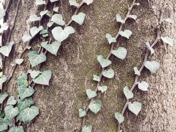 High angle view of dry leaves on field