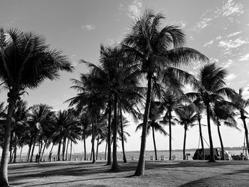 Palm trees on beach against sky