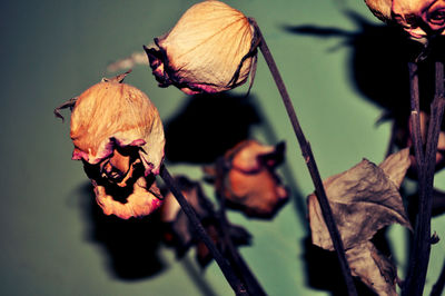 Close-up of wilted flowers