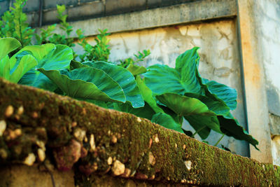 Close-up of ivy growing on wall