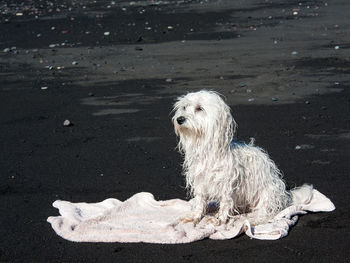 Dog looking away on sand