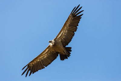 Low angle view of eagle flying against clear blue sky