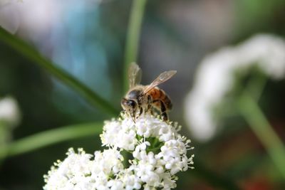 Close-up of bee pollinating on flower