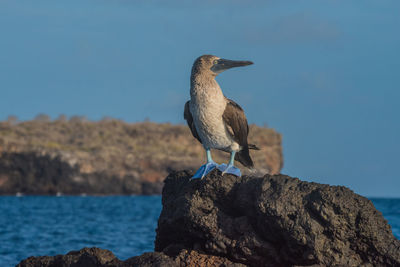 Bird perching on shore against sky