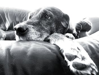 Close-up of dog lying on sofa