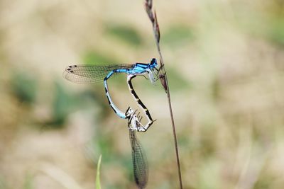 Close-up of dragonfly on plant