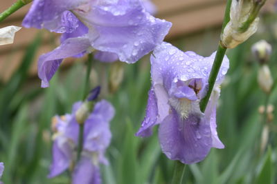 Close-up of wet purple flowering plants