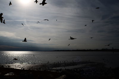 Birds flying over sea